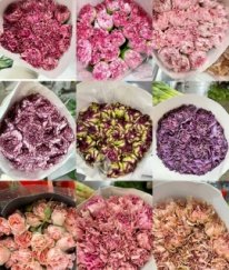 Sim Carnation Mix