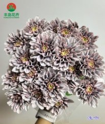 Dyed Spray Chrysanthemums Altay-Light Coffee