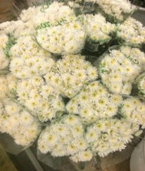 Spray Chrysanthemum Altay A Class