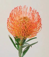 Leucospermum Ayoba Peach