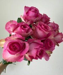 Rose-Hot Pink