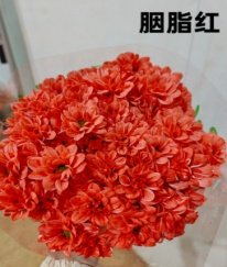 Dyed Kennedy Spray Chrysanthemum（Carmine Red）