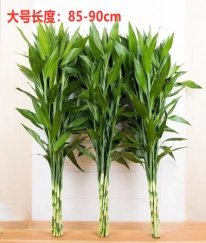Lucky Bamboo