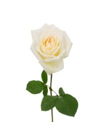 Ruscus