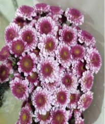 Spray Chrysanthemums Fen Yan