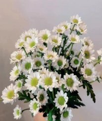 Spray Chrysanthemums Katie White