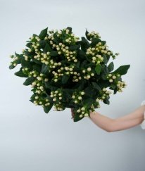 Hypericum white