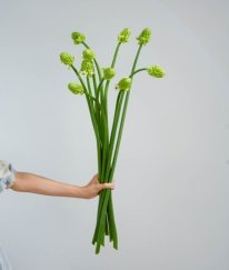 Ornithogalum