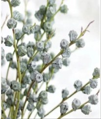 Eucalyptus Nuts