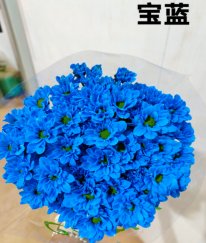 Dyed Kennedy Spray Chrysanthemum（Sapphire Blue）