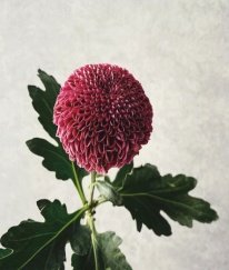 Chrysanthemum Pingpong Purple