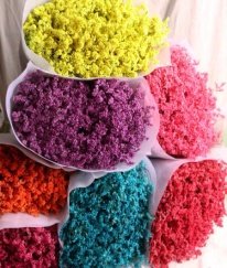 Limonium Minsty Mix