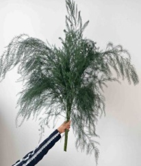Asparagus Fern