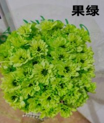 Dyed Kennedy Spray Chrysanthemum（Fruit Green）