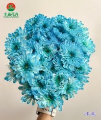 Dyed Spray Chrysanthemums Altay-Ice Blue
