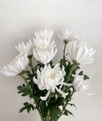 Chrysanthemums Zembla White