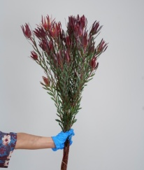 Leucadendra-Red Spray Fine Leaves