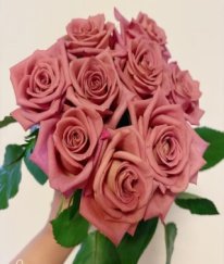 Rose-Barista