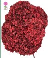 Preserved Hydrangeas Red