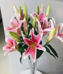 Oriental Lily-Sorbonne Three Heads