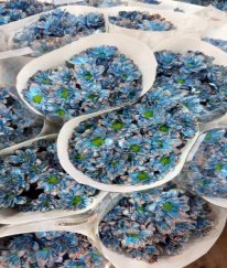 Dyed Kennedy Spray Chrysanthemum（Cobalt Blue）