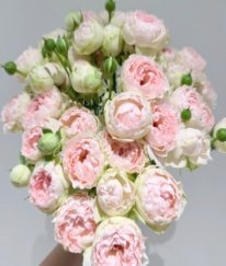 Spray Rose-Sofia Baby