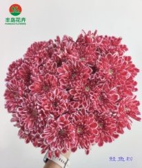 Dyed Spray Chrysanthemums Altay-Salmon Pink