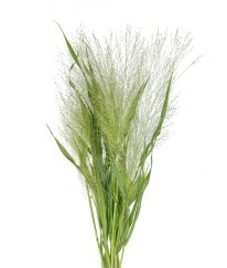 Phylica