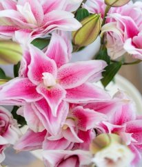 Rose Lily Isabella  Multi Buds