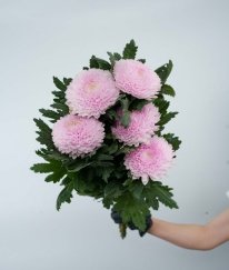 Chrysanthemum Pingpong Pink