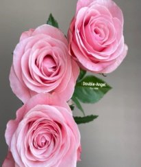 Rose Harmonie