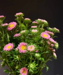 Pink Sedum