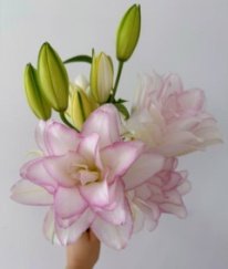 Rose Lily Ice Queen Multi Buds