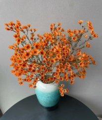Dyed Orange Geraldton Waxflower