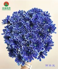Dyed Spray Chrysanthemums Altay-Ink Blue