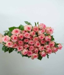 Rose-Jumilia