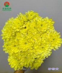 Dyed Spray Chrysanthemums Altay-Lemon Yellow