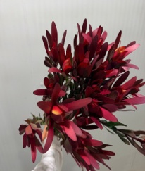 Spray Leucadendron-Broad Leaf Red