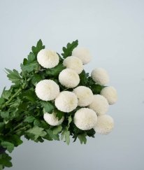 Chrysanthemum Pingpong White