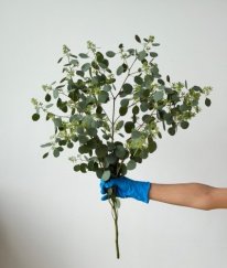 Eucalyptus Populus Whit  Green Pods