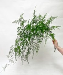 Asparagus
