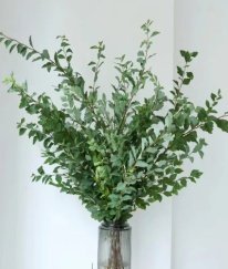 Spiraea cantoniensis Lour
