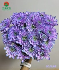 Dyed Spray Chrysanthemums Altay-Aurora Purple