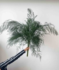 Asparagus Fern