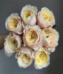 Rose-Ellore