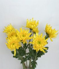 Chrysanthemums Zembla Yellow
