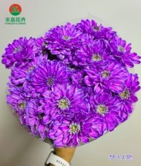 Dyed Spray Chrysanthemums Altay-Dreamy Purple