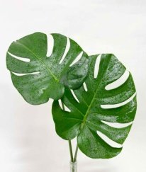 Monstera Leaf