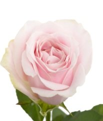 Rose-Sweet Avalanche