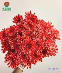 Dyed Spray Chrysanthemums Altay-China Red